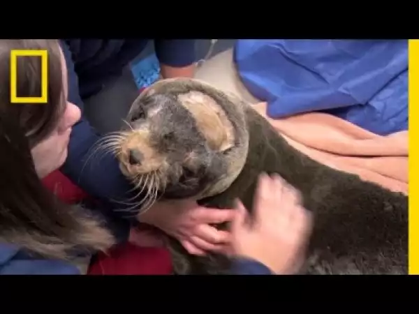 Video: Brain Surgery Helps a Rescued Fur Seal